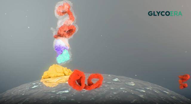 Swiss Startup - GlycoEra Profile Main Image