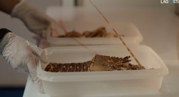 Swiss Startup - LAGOSTA Additional Image