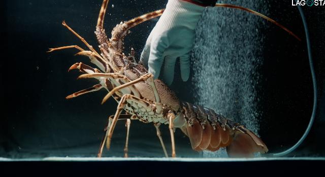 Swiss Startup - LAGOSTA Profile Main Image