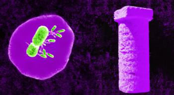 Swiss Startup - MeduSoil Team Image