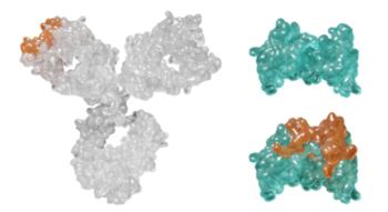 Swiss Startup - Numab Therapeutics Product Image
